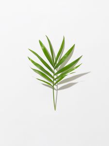 Preview wallpaper leaf, branch, green, minimalism