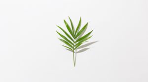 Preview wallpaper leaf, branch, green, minimalism