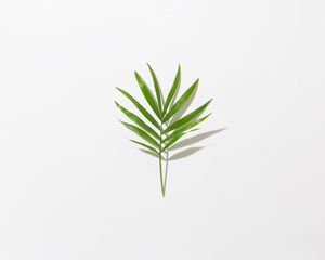 Preview wallpaper leaf, branch, green, minimalism