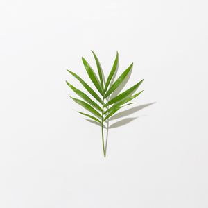 Preview wallpaper leaf, branch, green, minimalism