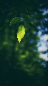 Preview wallpaper leaf, branch, macro, blur