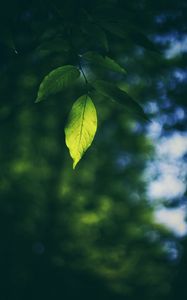 Preview wallpaper leaf, branch, macro, blur