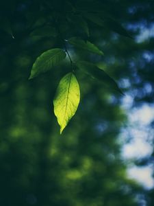 Preview wallpaper leaf, branch, macro, blur