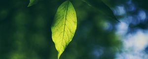 Preview wallpaper leaf, branch, macro, blur