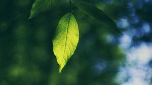 Preview wallpaper leaf, branch, macro, blur