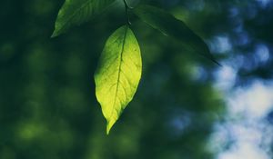 Preview wallpaper leaf, branch, macro, blur