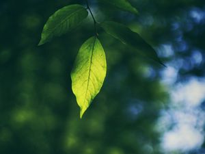 Preview wallpaper leaf, branch, macro, blur