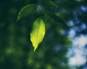 Preview wallpaper leaf, branch, macro, blur
