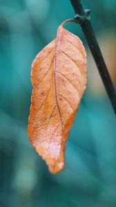 Preview wallpaper leaf, branch, macro, brown