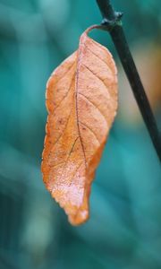 Preview wallpaper leaf, branch, macro, brown