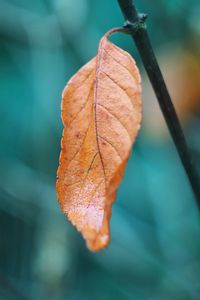 Preview wallpaper leaf, branch, macro, brown
