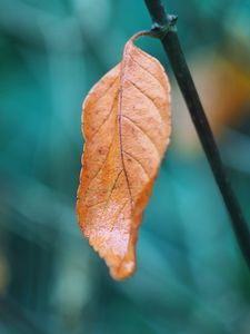 Preview wallpaper leaf, branch, macro, brown