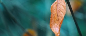 Preview wallpaper leaf, branch, macro, brown