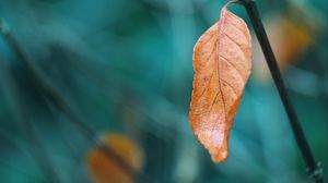 Preview wallpaper leaf, branch, macro, brown
