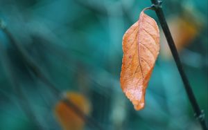 Preview wallpaper leaf, branch, macro, brown