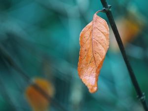 Preview wallpaper leaf, branch, macro, brown