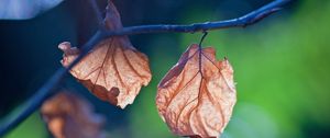 Preview wallpaper leaf, branch, nature