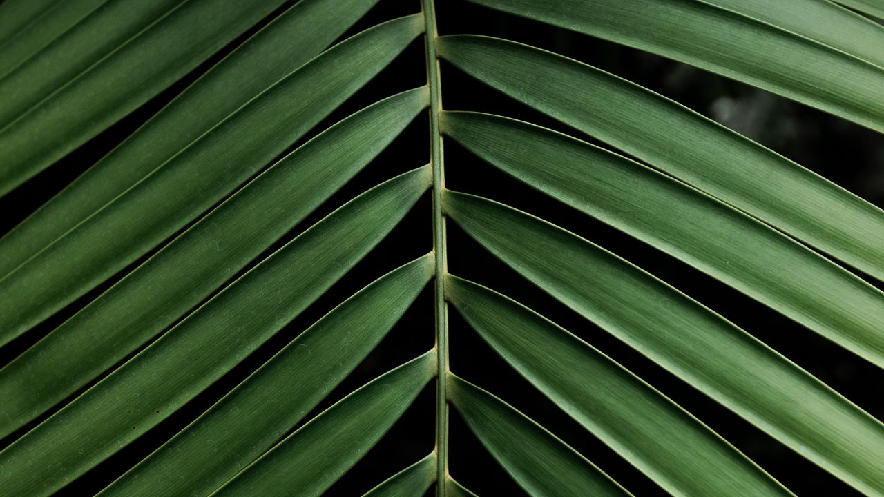 Wallpaper leaf, branch, palm, plant, green