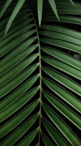 Preview wallpaper leaf, branch, palm, plant, green