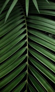 Preview wallpaper leaf, branch, palm, plant, green