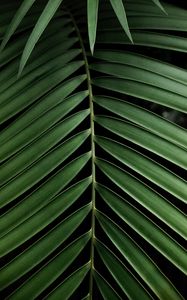 Preview wallpaper leaf, branch, palm, plant, green