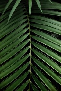 Preview wallpaper leaf, branch, palm, plant, green