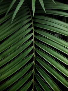 Preview wallpaper leaf, branch, palm, plant, green