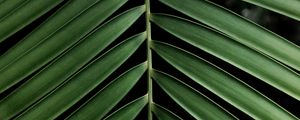 Preview wallpaper leaf, branch, palm, plant, green