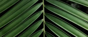 Preview wallpaper leaf, branch, palm, plant, green