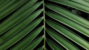 Preview wallpaper leaf, branch, palm, plant, green