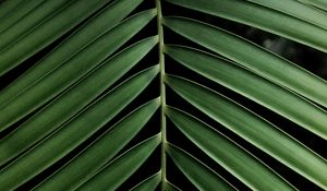 Preview wallpaper leaf, branch, palm, plant, green