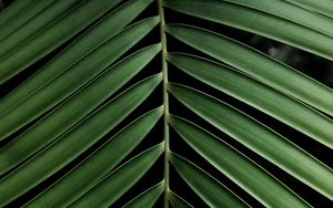 Preview wallpaper leaf, branch, palm, plant, green