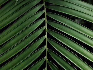 Preview wallpaper leaf, branch, palm, plant, green