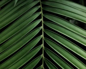 Preview wallpaper leaf, branch, palm, plant, green