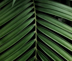 Preview wallpaper leaf, branch, palm, plant, green