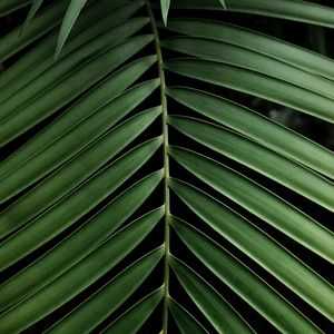 Preview wallpaper leaf, branch, palm, plant, green