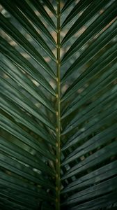 Preview wallpaper leaf, branch, palm, green, plant