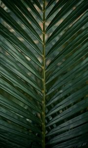 Preview wallpaper leaf, branch, palm, green, plant