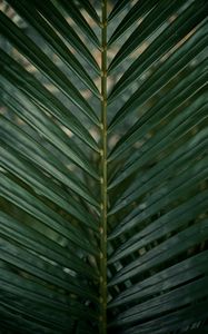 Preview wallpaper leaf, branch, palm, green, plant