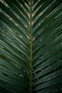 Preview wallpaper leaf, branch, palm, green, plant