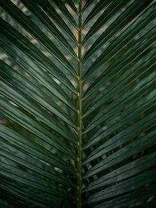 Preview wallpaper leaf, branch, palm, green, plant