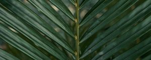 Preview wallpaper leaf, branch, palm, green, plant