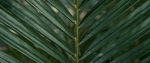 Preview wallpaper leaf, branch, palm, green, plant