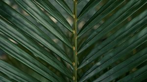 Preview wallpaper leaf, branch, palm, green, plant
