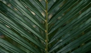 Preview wallpaper leaf, branch, palm, green, plant