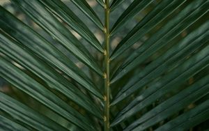 Preview wallpaper leaf, branch, palm, green, plant