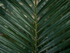 Preview wallpaper leaf, branch, palm, green, plant