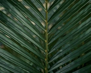 Preview wallpaper leaf, branch, palm, green, plant
