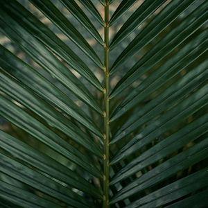 Preview wallpaper leaf, branch, palm, green, plant