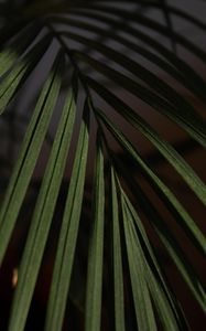 Preview wallpaper leaf, branch, palm, macro